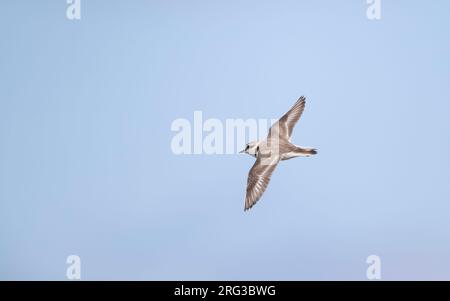 Erwachsener männlicher Kentish Plover (Charadrius alexandrinus) auf dem Flug in Rømø, Dänemark Stockfoto