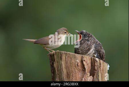 Marsh Warbler (Acrocephalus palustris) füttert Küken von Gemeinem Kuckuck (Cuculus canorus) auf einem Steg in Seeland, Dänemark Stockfoto