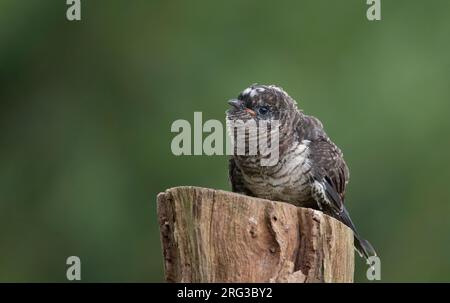 Küken von Gemeinem Kuckuck (Cuculus canorus) auf einem Steg, die in Seeland, Dänemark, auf ihre Ernährung warten Stockfoto