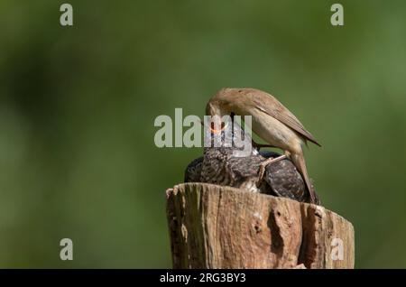 Marsh Warbler (Acrocephalus palustris) füttert Küken von Gemeinem Kuckuck (Cuculus canorus) auf einem Steg in Seeland, Dänemark Stockfoto