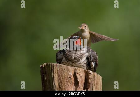 Marsh Warbler (Acrocephalus palustris) füttert Küken von Gemeinem Kuckuck (Cuculus canorus) auf einem Steg in Seeland, Dänemark Stockfoto