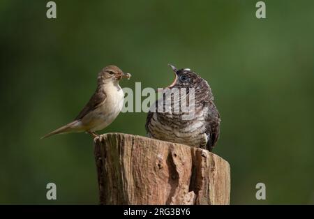 Marsh Warbler (Acrocephalus palustris) füttert Küken von Gemeinem Kuckuck (Cuculus canorus) auf einem Steg in Seeland, Dänemark Stockfoto