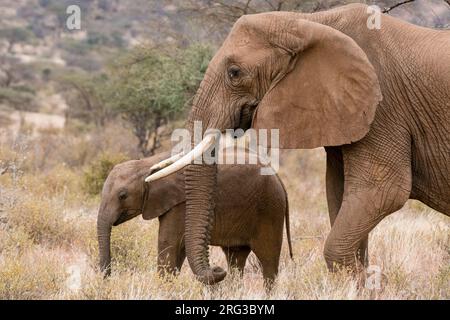 Eine afrikanische Elefantenweibin, Loxodonta Africana, die mit ihrem Kalb läuft, Kalama Conservancy, Samburu, Kenia. Kenia. Stockfoto