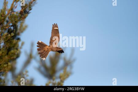 European Nightjar (Caprimulgus europaeus) im Sonnenschein gegen den blauen Himmel in Jütland, Dänemark Stockfoto