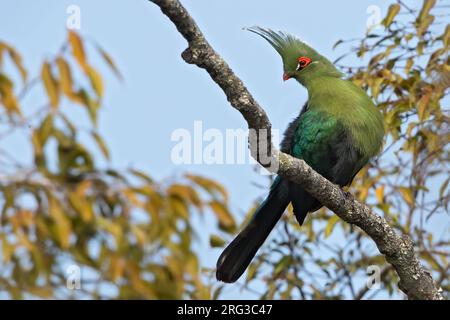 Schalows Turaco (Tauraco schalowi), hoch oben auf einem Zweig in Angola. Stockfoto