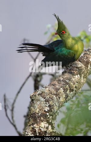 Schalows Turaco (Tauraco schalowi), hoch oben auf einem Zweig in Angola. Stockfoto