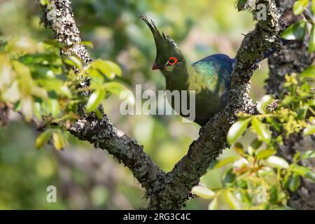 Schalows Turaco (Tauraco schalowi), hoch oben auf einem Zweig in Angola. Stockfoto