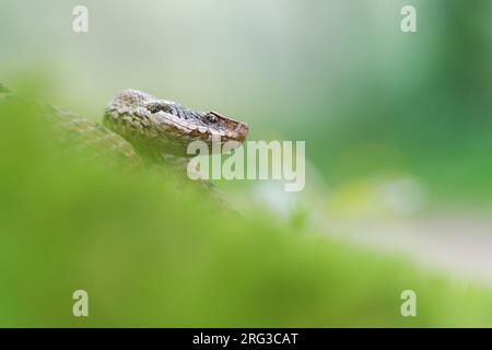 ASP Viper (Vipera aspis aspis) nahm die 13/08/2021 in Le Mans, Frankreich. Stockfoto