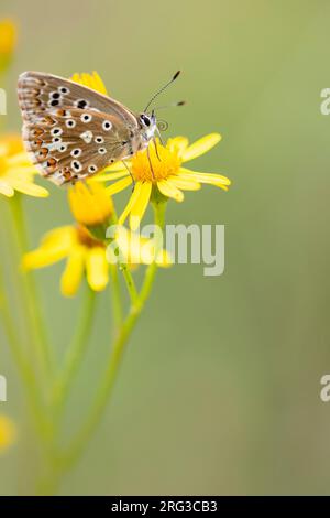 Weibliches Kreidehügelblau Stockfoto