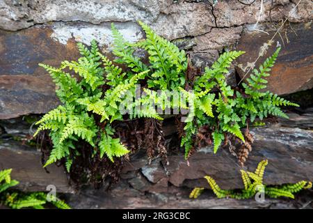 Schwarzer Milzkraut, Asplenium adiantum-nigrum Stockfoto