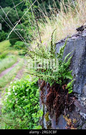 Schwarzer Milzkraut, Asplenium adiantum-nigrum Stockfoto