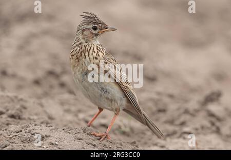 Eurasischer Skylark (Alauda arvensis), männlicher Erwachsener, von der Seite gesehen. Stockfoto