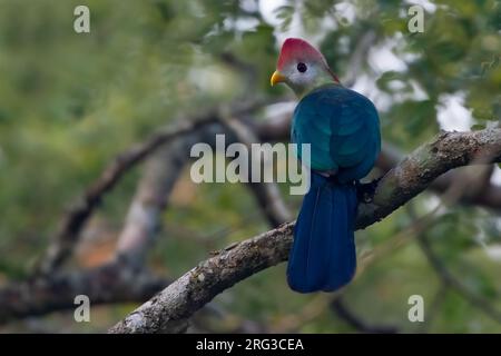 Rotschaufelturaco (Tauraco erythrolophus) auf einem Ast in Angola. Stockfoto