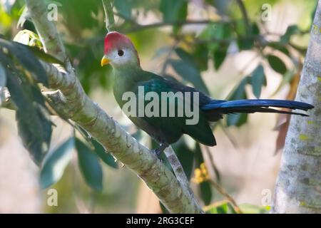 Rotschaufelturaco (Tauraco erythrolophus) auf einem Ast in Angola. Stockfoto