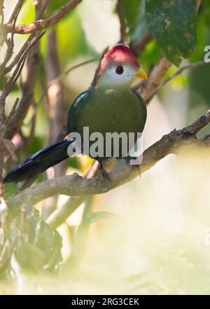 Rotschaufelturaco (Tauraco erythrolophus) auf einem Ast in Angola. Stockfoto