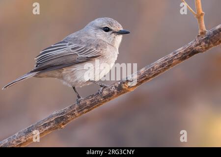 Afrikanischer grauer Flycatcher (Melaenornis microrhynchus) in einem Baum in Tansania. Stockfoto