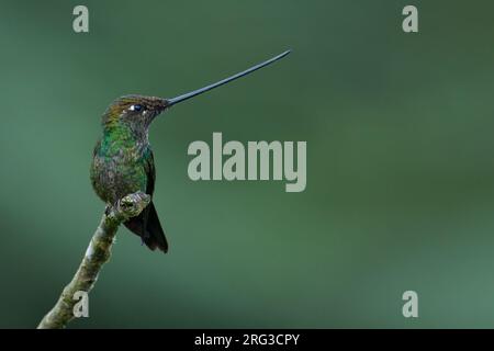 Schwertfisch-Kolibri, Ensifera ensifera, in Kolumbien. Stockfoto