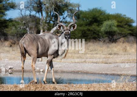 Ein männlicher Großkudu, Tragelaphus strepsiceros, am Wasserloch. Kalahari, Botswana Stockfoto