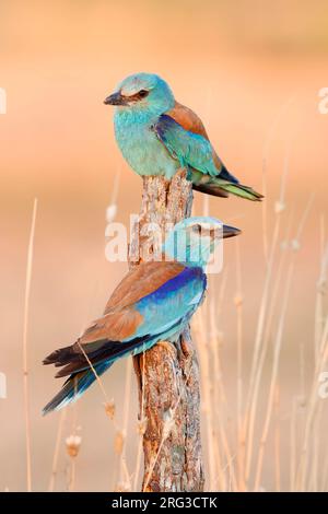 European Roller (Coracias garrulus), Paar auf einem toten Stamm, Kampanien, Italien Stockfoto