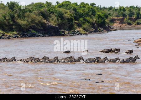 Grant's Zebras, Equus quagga boehmi und Ostweißbärtiger Gnus, Connochaetes taurinus, überqueren den Mara-Fluss. Kenia. Stockfoto
