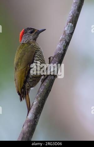 Kleiner grüner Specht (Campethera maculosa) in einem Baum in Angola. Auch bekannt als Golden-Backed Woodpecker. Stockfoto