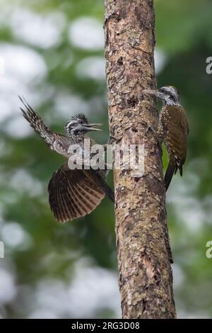 Gelbbauchspecht (Chloropicus xantholophus) in Angola. Auch bekannt als der goldgekrönte Specht. Stockfoto