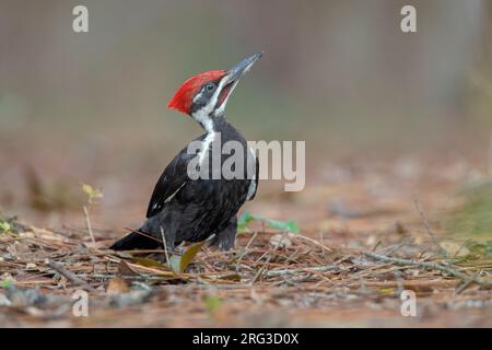 Ein männlicher Pileated Woodpecker (Dryocopus pileatus pileatus) im Silver Springs State Park, Florida, Stockfoto