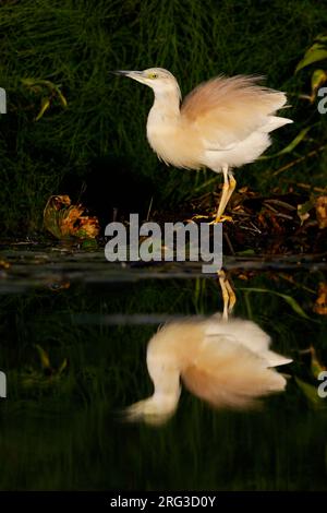 Angelbrüher Stockfoto