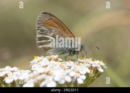 Kastanienheide (Coenonympha Glycerion) nahm die 13/07/2022 in Allos - Frankreich   Morph Bertolis (in den Alpen) Stockfoto