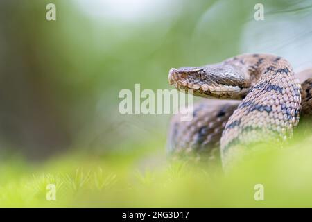 ASP Viper (Vipera aspis aspis) nahm die 13/08/2021 in Le Mans, Frankreich. Stockfoto