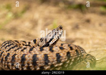 ASP Viper (Vipera aspis aspis) nahm die 25/08/2021 in Le Mans, Frankreich. Stockfoto