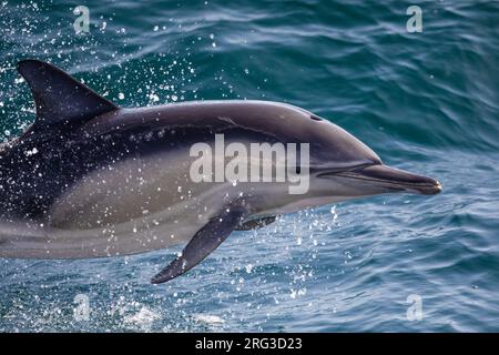 Nahaufnahme eines springenden Gemeinen Delfins (Delphinus delphis), mit dem Meer als Hintergrund. Stockfoto