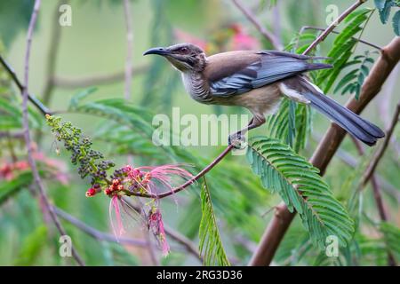 New Caledonian Friarbird, Philemon diemenensis, auf Neukaledonien, im südwestlichen Pazifik. Stockfoto