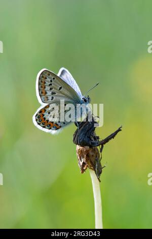 Idas blau, Plebejus Idas, Männlich Stockfoto