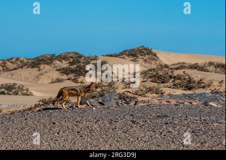 Ein schwarzer Schakal geht auf einer Düne. Skeleton Coast, Kunene, Namibia. Stockfoto