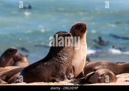 Eine Kolonie von Kappelzrobben sonnt sich am Strand von Cape Fria. Cape Fria, Skeleton Coast, Kunene, Namibia. Stockfoto