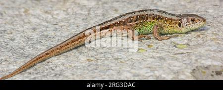 Sandechse (Lacerta agilis), Unterart garzoni, auf einem Felsen mit grauem Hintergrund in den französischen Pyrenäen. Stockfoto