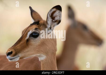 Porträt eines Impala-Kalbes, Aepyceros melampus. Lake Nakuru National Park, Kenia, Afrika. Stockfoto