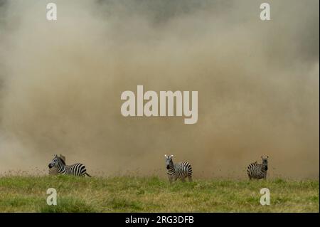 Plains Zebras, Equus quagga, in einem Staubsturm im Lake Nakuru National Park. Lake Nakuru National Park, Kenia, Afrika. Stockfoto