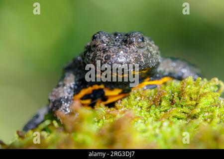 Apennin-Gelbbauchkröte (Bombina pachypus), Vorderansicht eines Erwachsenen auf etwas Moos, Kampanien, Italien Stockfoto
