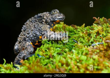 Apennin-Gelbbauchkröte (Bombina pachypus), Seitenansicht eines Erwachsenen auf etwas Moos, Kampanien, Italien Stockfoto