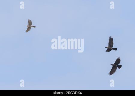 Shikra (Accipiter badius) im Flug in Tansania. Stockfoto