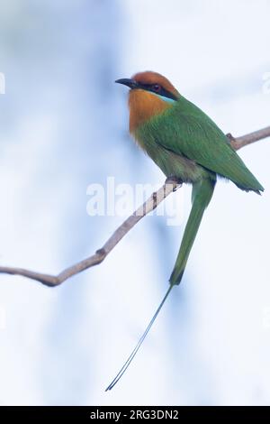 Böhms Bienenfresser (Merops boehmi) auf einem Zweig in Tansania. Stockfoto