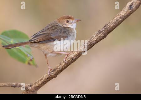 Die klappernde Cisticola (Cisticola chiniana) auf einem Ast in Tansania. Stockfoto