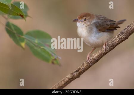 Die klappernde Cisticola (Cisticola chiniana) auf einem Ast in Tansania. Stockfoto