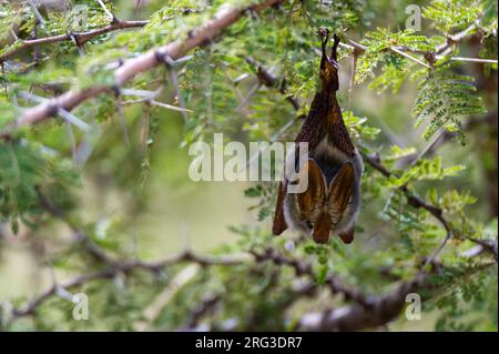Eine Gelbflügelfledermaus, Lavia frons, hängt kopfüber von einem Akazienbaum. Masai Mara National Reserve, Kenia, Afrika. Stockfoto