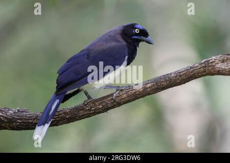 Schwarzbrühe Jay (Cyanocorax affinis affinis) in Minca, Kolumbien. Stockfoto