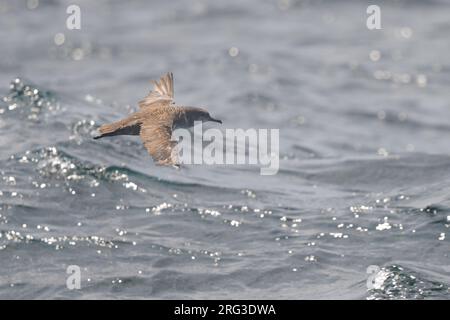 Balearisches Scherwasser (Puffinus mauretanicus), teilweise gegen das Licht, mit dem Meer als Hintergrund. Stockfoto