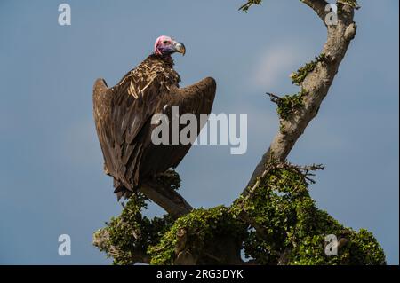 Ein lappentaurter Geier, Torgos tracheliotus, steht auf dem Ast eines Baumes. Masai Mara National Reserve, Kenia, Afrika. Stockfoto