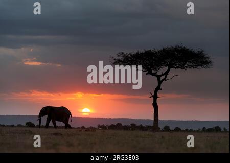 Silhouette eines afrikanischen Elefanten, Loxodonta africana, Wandern bei Sonnenuntergang. Masai Mara National Reserve, Kenia, Afrika. Stockfoto